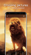 Lion Wallpapers 4K Capture d'écran 2