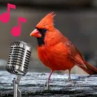 Cardinal sounds and calls